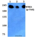 Anti-WNK1 (phospho-T60) Antibody from Bioworld Technology (BS4208) - Antibodies.com