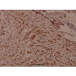 Anti-WNK1 (phospho-T60) Antibody from Bioworld Technology (BS4208) - Antibodies.com