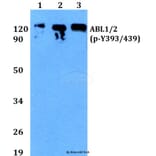 Anti-ABL1/2 (phospho-Y393/439) Antibody from Bioworld Technology (BS4209) - Antibodies.com