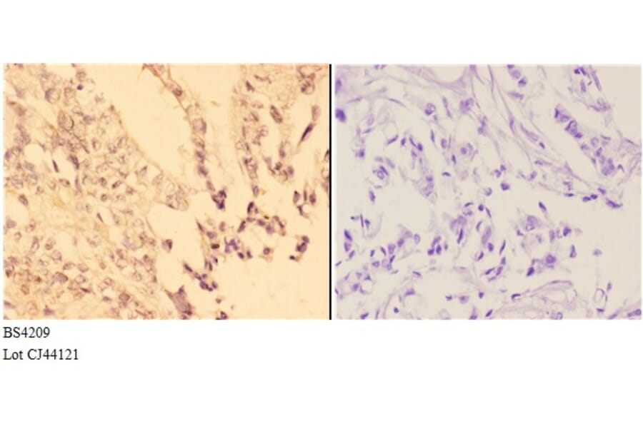 Anti-ABL1/2 (phospho-Y393/439) Antibody from Bioworld Technology (BS4209) - Antibodies.com