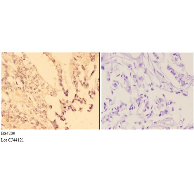 Anti-ABL1/2 (phospho-Y393/439) Antibody from Bioworld Technology (BS4209) - Antibodies.com