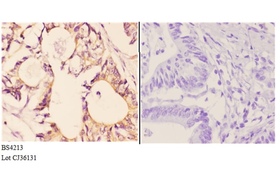 Anti-AMPKβ1 (phospho-S181) Antibody from Bioworld Technology (BS4213) - Antibodies.com