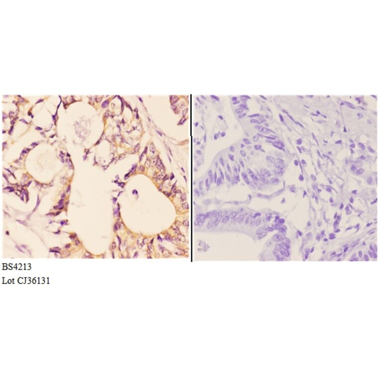 Anti-AMPKβ1 (phospho-S181) Antibody from Bioworld Technology (BS4213) - Antibodies.com