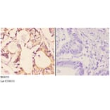 Anti-AMPKβ1 (phospho-S181) Antibody from Bioworld Technology (BS4213) - Antibodies.com