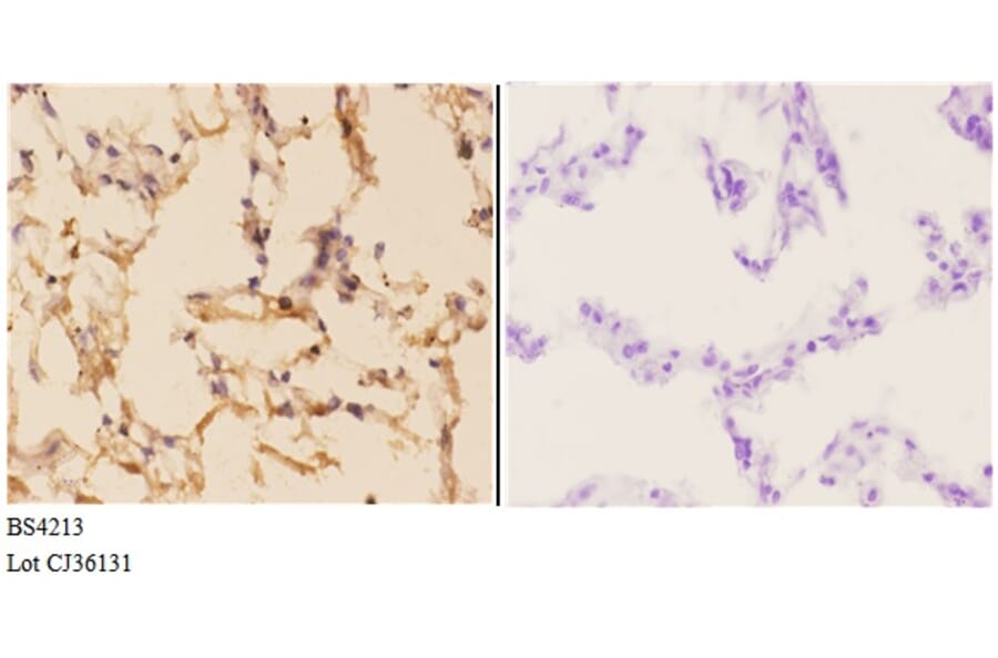 Anti-AMPKβ1 (phospho-S181) Antibody from Bioworld Technology (BS4213) - Antibodies.com