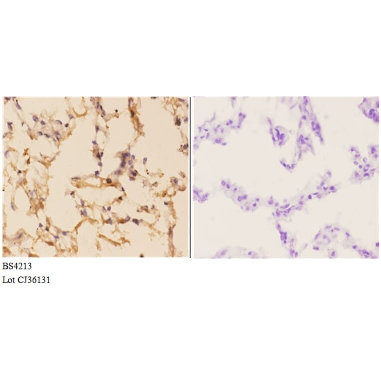 Anti-AMPKβ1 (phospho-S181) Antibody from Bioworld Technology (BS4213) - Antibodies.com