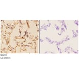 Anti-AMPKβ1 (phospho-S181) Antibody from Bioworld Technology (BS4213) - Antibodies.com