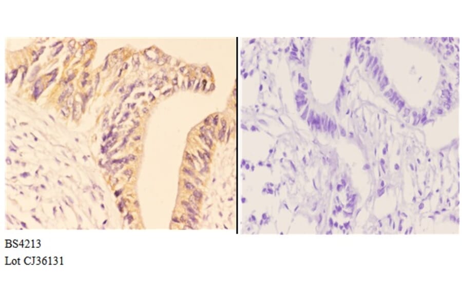 Anti-AMPKβ1 (phospho-S181) Antibody from Bioworld Technology (BS4213) - Antibodies.com