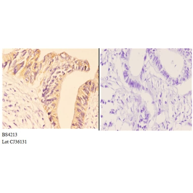Anti-AMPKβ1 (phospho-S181) Antibody from Bioworld Technology (BS4213) - Antibodies.com