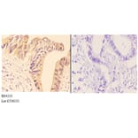 Anti-AMPKβ1 (phospho-S181) Antibody from Bioworld Technology (BS4213) - Antibodies.com