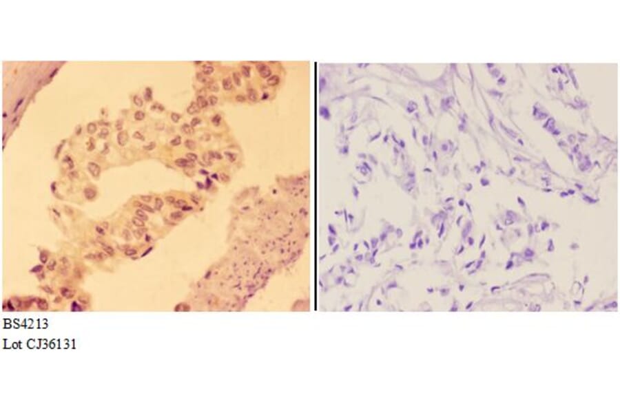Anti-AMPKβ1 (phospho-S181) Antibody from Bioworld Technology (BS4213) - Antibodies.com