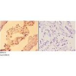 Anti-AMPKβ1 (phospho-S181) Antibody from Bioworld Technology (BS4213) - Antibodies.com