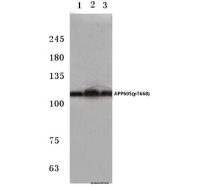 Anti-APP/β-Amyloid (phospho-T668) Antibody from Bioworld Technology (BS4214) - Antibodies.com