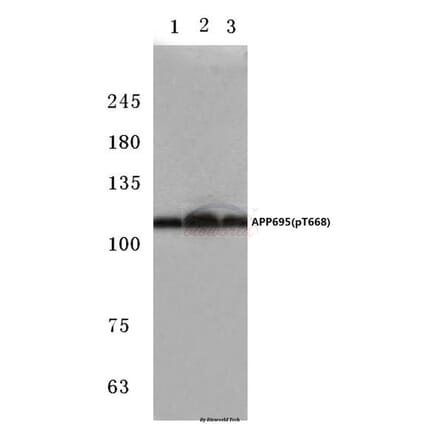 Anti-APP/β-Amyloid (phospho-T668) Antibody from Bioworld Technology (BS4214) - Antibodies.com