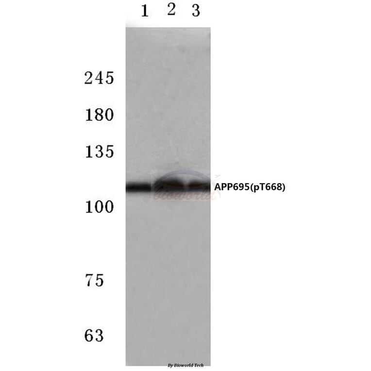 Anti-APP/β-Amyloid (phospho-T668) Antibody from Bioworld Technology (BS4214) - Antibodies.com