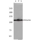 Anti-APP/β-Amyloid (phospho-T668) Antibody from Bioworld Technology (BS4214) - Antibodies.com
