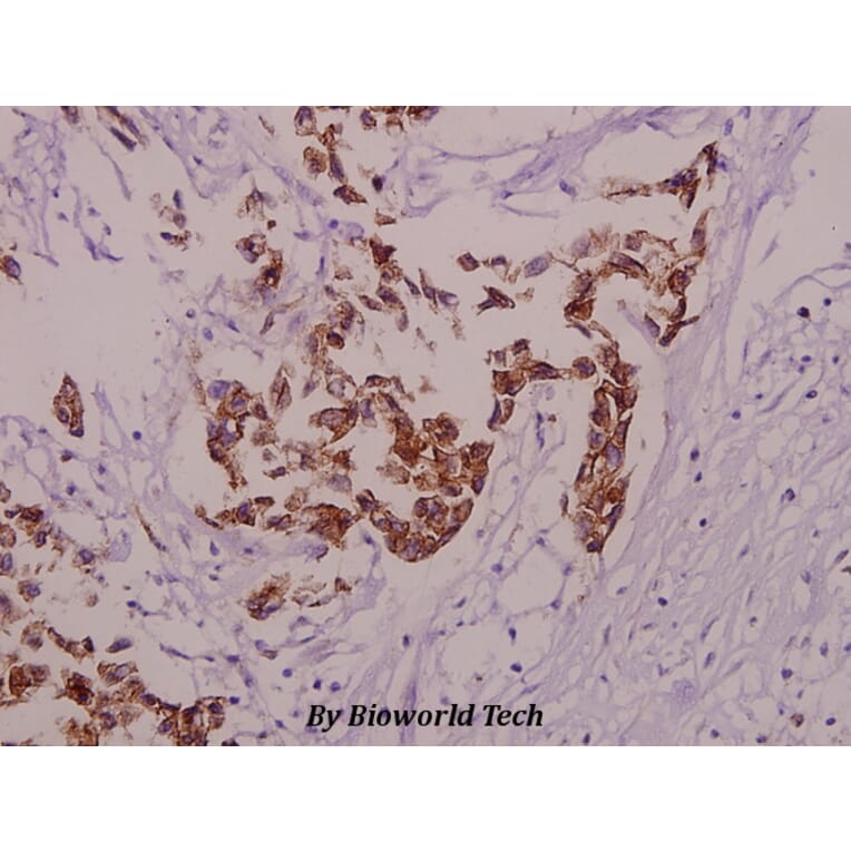 Anti-APP/β-Amyloid (phospho-T668) Antibody from Bioworld Technology (BS4214) - Antibodies.com