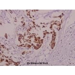 Anti-APP/β-Amyloid (phospho-T668) Antibody from Bioworld Technology (BS4214) - Antibodies.com