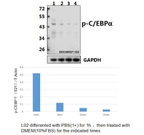 Anti-C/EBP α (phospho-S21) Antibody from Bioworld Technology (BS4217) - Antibodies.com