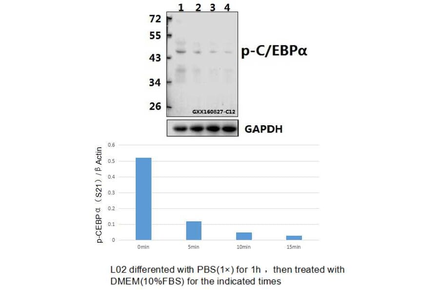 Anti-C/EBP α (phospho-S21) Antibody from Bioworld Technology (BS4217) - Antibodies.com