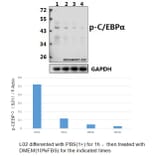 Anti-C/EBP α (phospho-S21) Antibody from Bioworld Technology (BS4217) - Antibodies.com