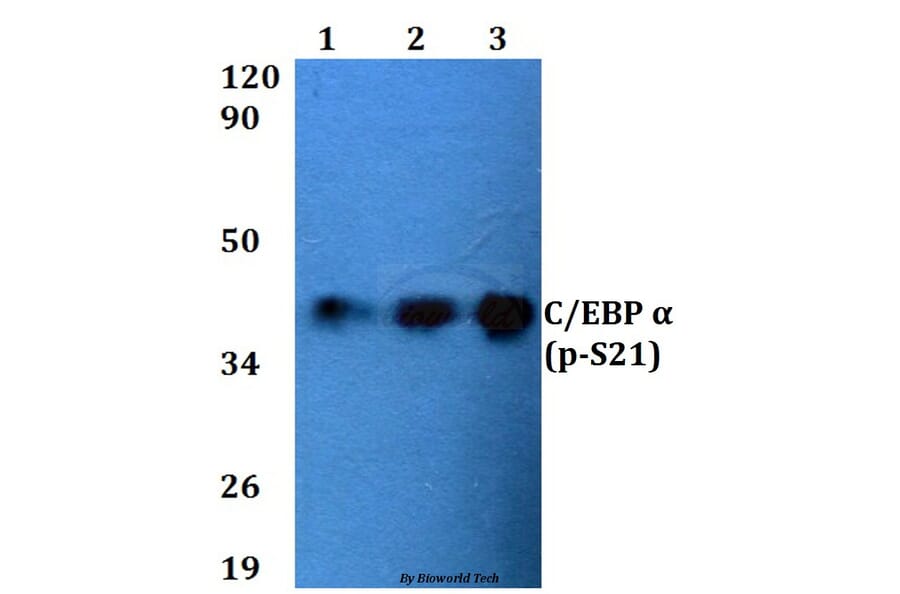 Anti-C/EBP α (phospho-S21) Antibody from Bioworld Technology (BS4217) - Antibodies.com