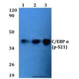 Anti-C/EBP α (phospho-S21) Antibody from Bioworld Technology (BS4217) - Antibodies.com