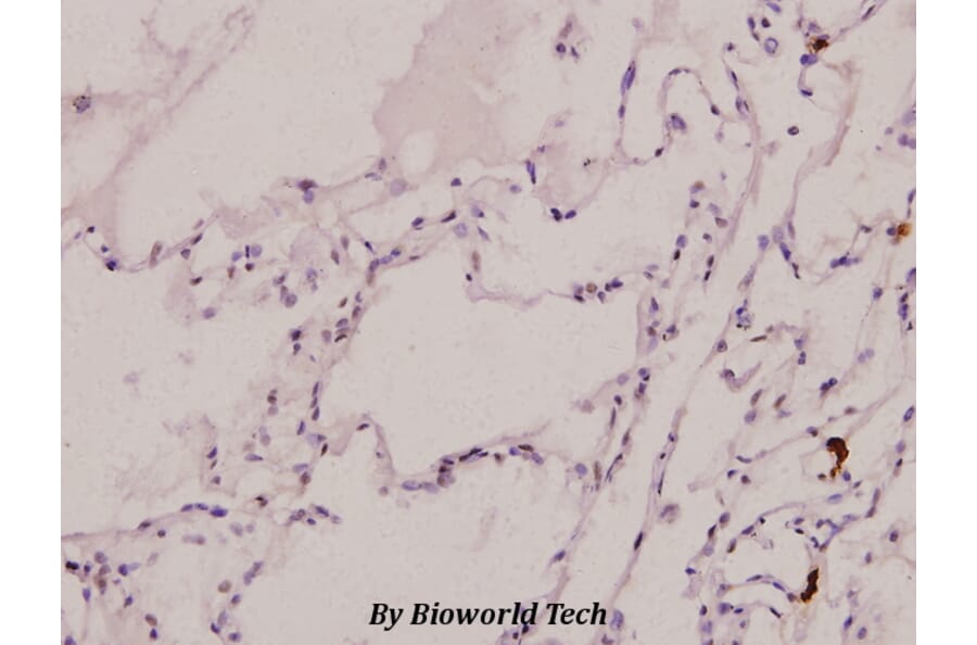 Anti-C/EBP α (phospho-S21) Antibody from Bioworld Technology (BS4217) - Antibodies.com