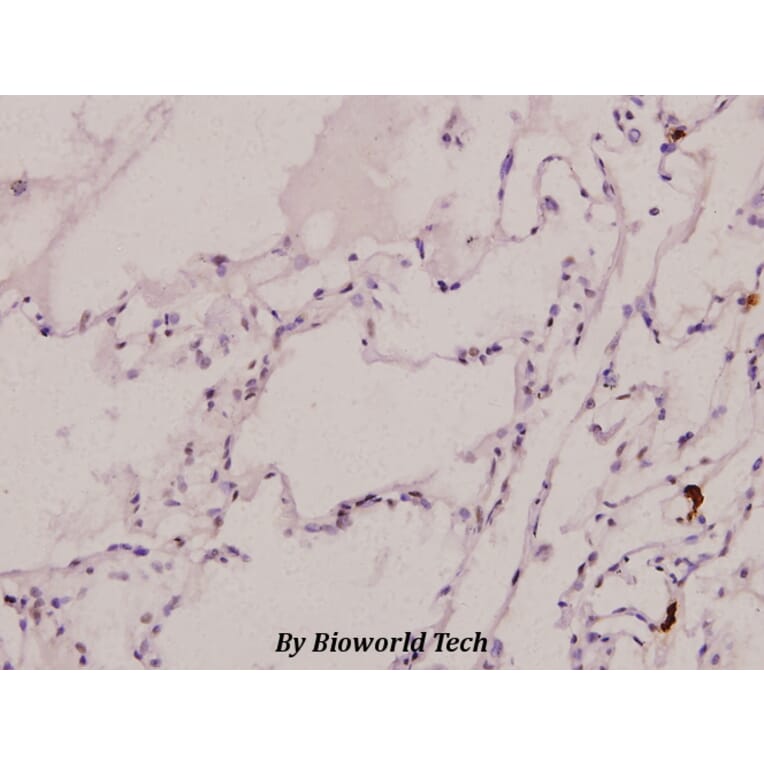 Anti-C/EBP α (phospho-S21) Antibody from Bioworld Technology (BS4217) - Antibodies.com