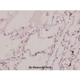 Anti-C/EBP α (phospho-S21) Antibody from Bioworld Technology (BS4217) - Antibodies.com