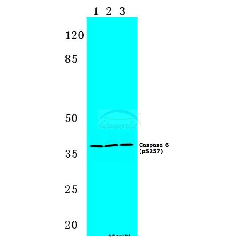 Anti-Caspase-6 (phospho-S257) Antibody from Bioworld Technology (BS4219) - Antibodies.com