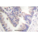 Anti-Caspase-6 (phospho-S257) Antibody from Bioworld Technology (BS4219) - Antibodies.com