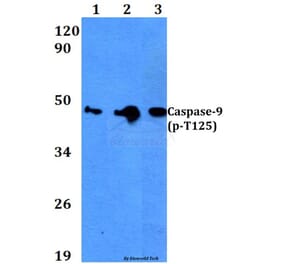 Anti-Caspase-9 (phospho-T125) Antibody from Bioworld Technology (BS4221) - Antibodies.com
