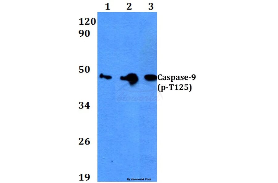 Anti-Caspase-9 (phospho-T125) Antibody from Bioworld Technology (BS4221) - Antibodies.com