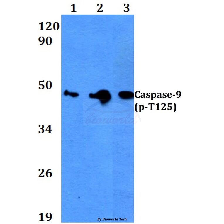 Anti-Caspase-9 (phospho-T125) Antibody from Bioworld Technology (BS4221) - Antibodies.com