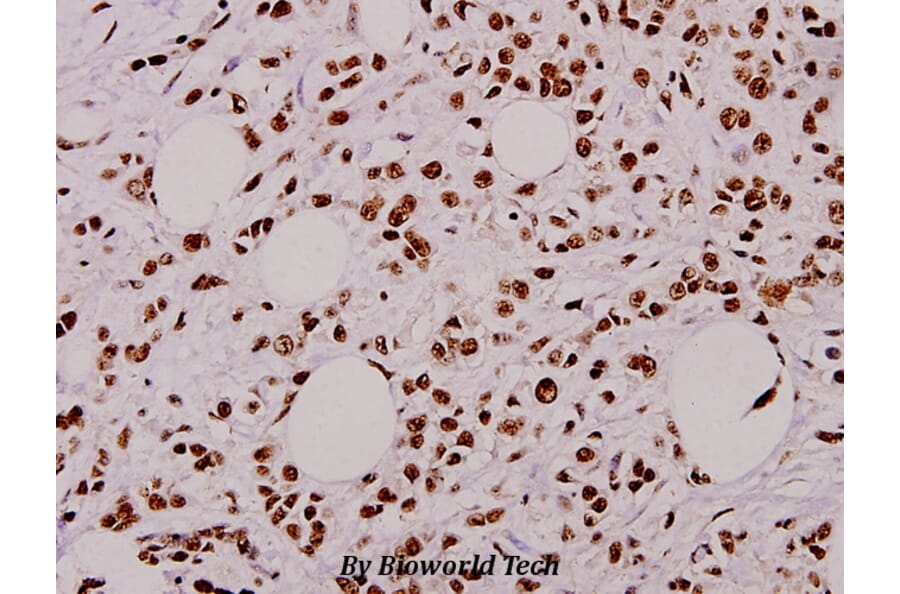 Anti-Caspase-9 (phospho-T125) Antibody from Bioworld Technology (BS4221) - Antibodies.com