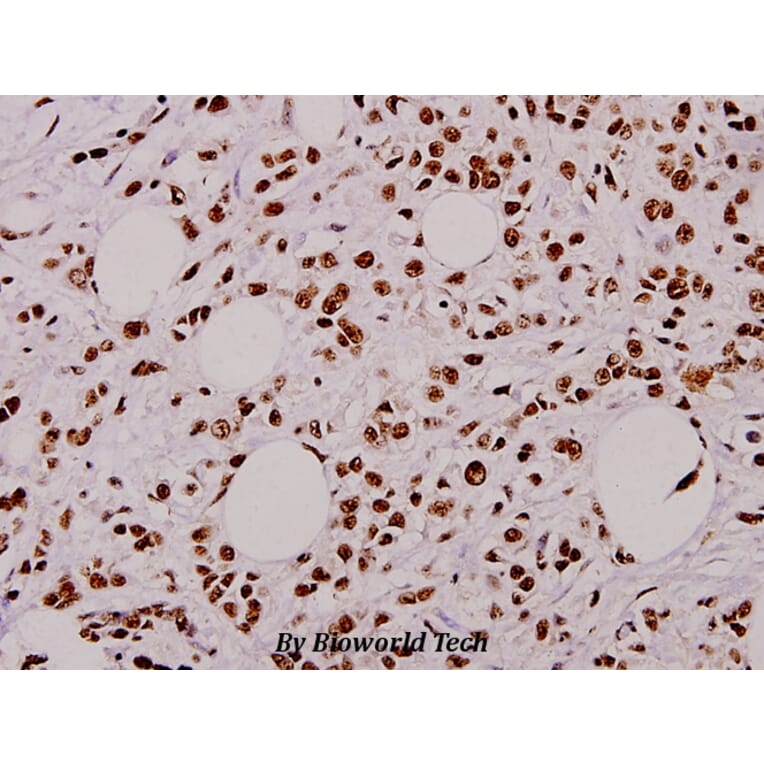 Anti-Caspase-9 (phospho-T125) Antibody from Bioworld Technology (BS4221) - Antibodies.com