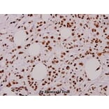 Anti-Caspase-9 (phospho-T125) Antibody from Bioworld Technology (BS4221) - Antibodies.com