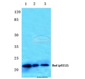 Anti-Bad (phospho-S112) Antibody from Bioworld Technology (BS4222) - Antibodies.com