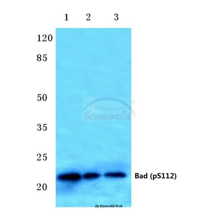 Anti-Bad (phospho-S112) Antibody from Bioworld Technology (BS4222) - Antibodies.com