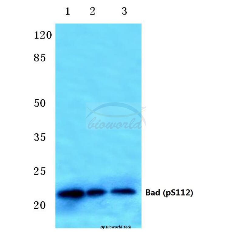 Anti-Bad (phospho-S112) Antibody from Bioworld Technology (BS4222) - Antibodies.com