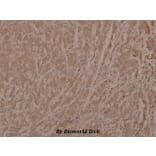Anti-Bad (phospho-S112) Antibody from Bioworld Technology (BS4222) - Antibodies.com