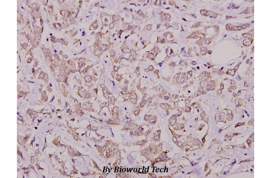 Anti-Cdc25A (phospho-S76) Antibody from Bioworld Technology (BS4223) - Antibodies.com