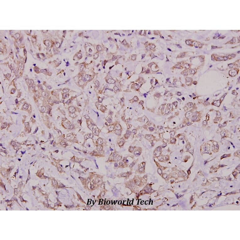 Anti-Cdc25A (phospho-S76) Antibody from Bioworld Technology (BS4223) - Antibodies.com