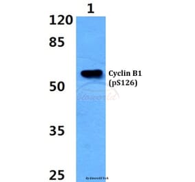Anti-Cyclin B1 (phospho-S126) Antibody from Bioworld Technology (BS4225) - Antibodies.com