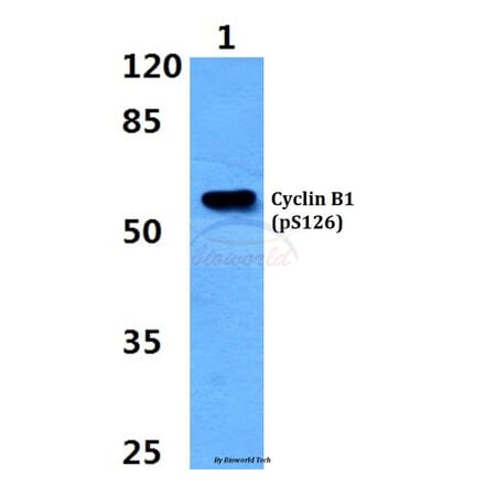 Anti-Cyclin B1 (phospho-S126) Antibody from Bioworld Technology (BS4225) - Antibodies.com