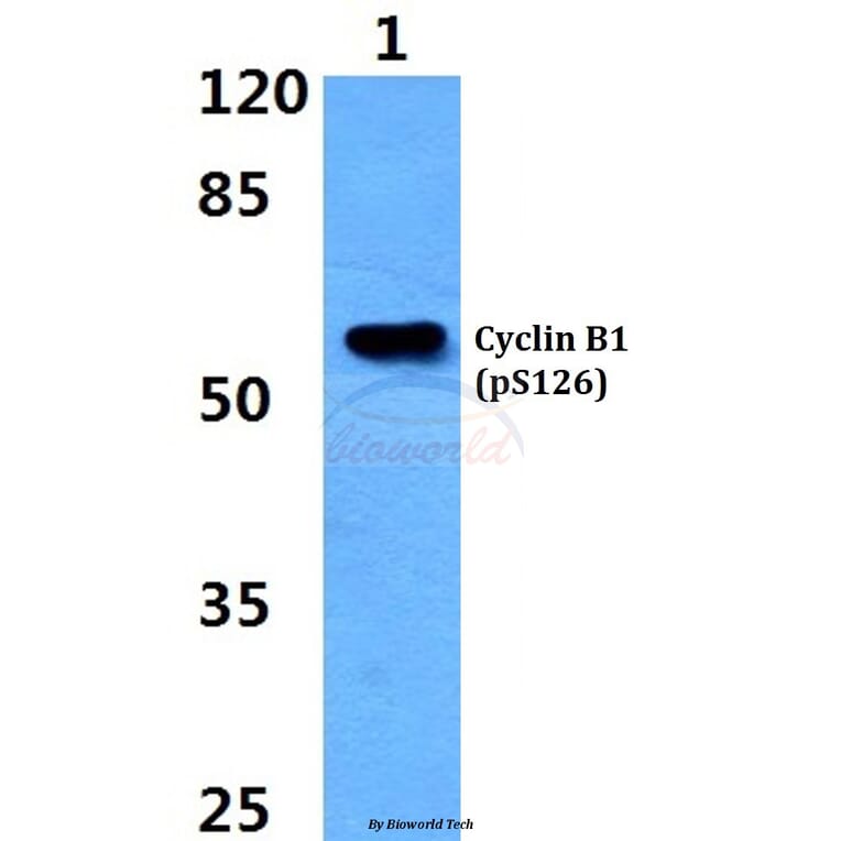 Anti-Cyclin B1 (phospho-S126) Antibody from Bioworld Technology (BS4225) - Antibodies.com