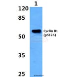Anti-Cyclin B1 (phospho-S126) Antibody from Bioworld Technology (BS4225) - Antibodies.com