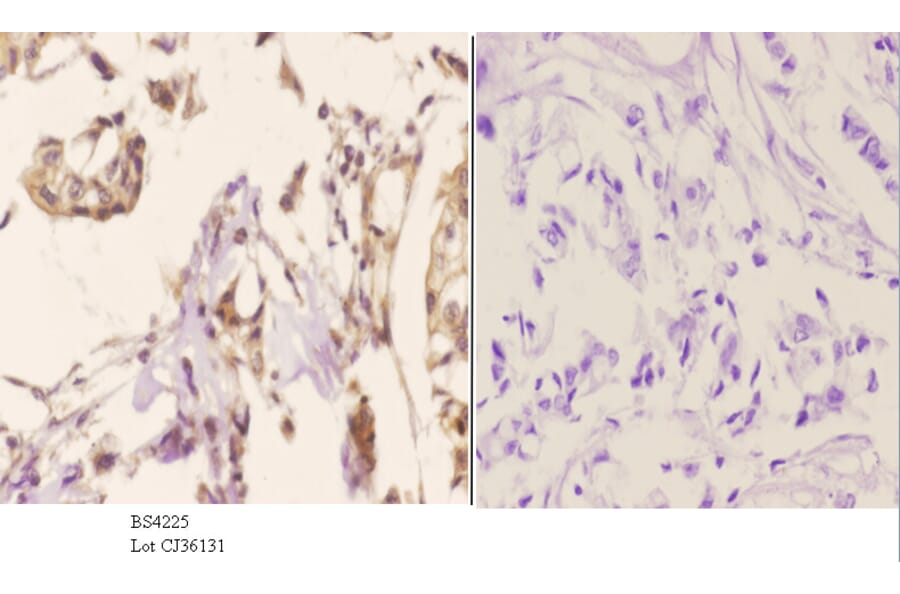 Anti-Cyclin B1 (phospho-S126) Antibody from Bioworld Technology (BS4225) - Antibodies.com