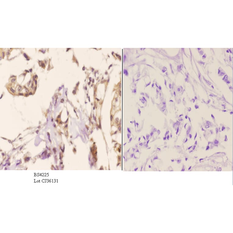 Anti-Cyclin B1 (phospho-S126) Antibody from Bioworld Technology (BS4225) - Antibodies.com